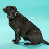 Smycz i obroża dla psa PJ-078 niebieska L