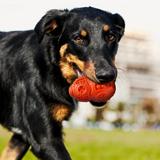 Piłka gryzak dla psa Czerowna PJ-046