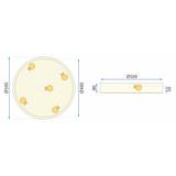 Lampa Plafon Classic APP874-C 50 cm Złota