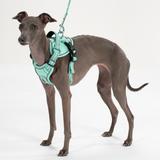 Smycz i szelki dla psa PJ-057 zielona M