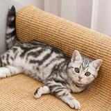 DRAPAK MATA DLA KOTA 60x40cm 332494