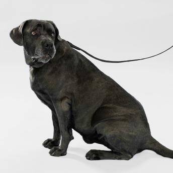 Smycz i obroża dla psa PJ-075 czarna L