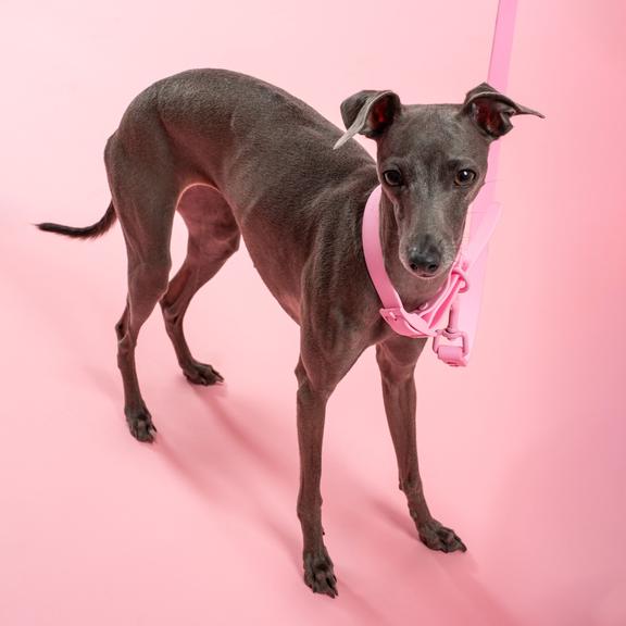 Smycz i obroża dla psa PJ-072 różowa M