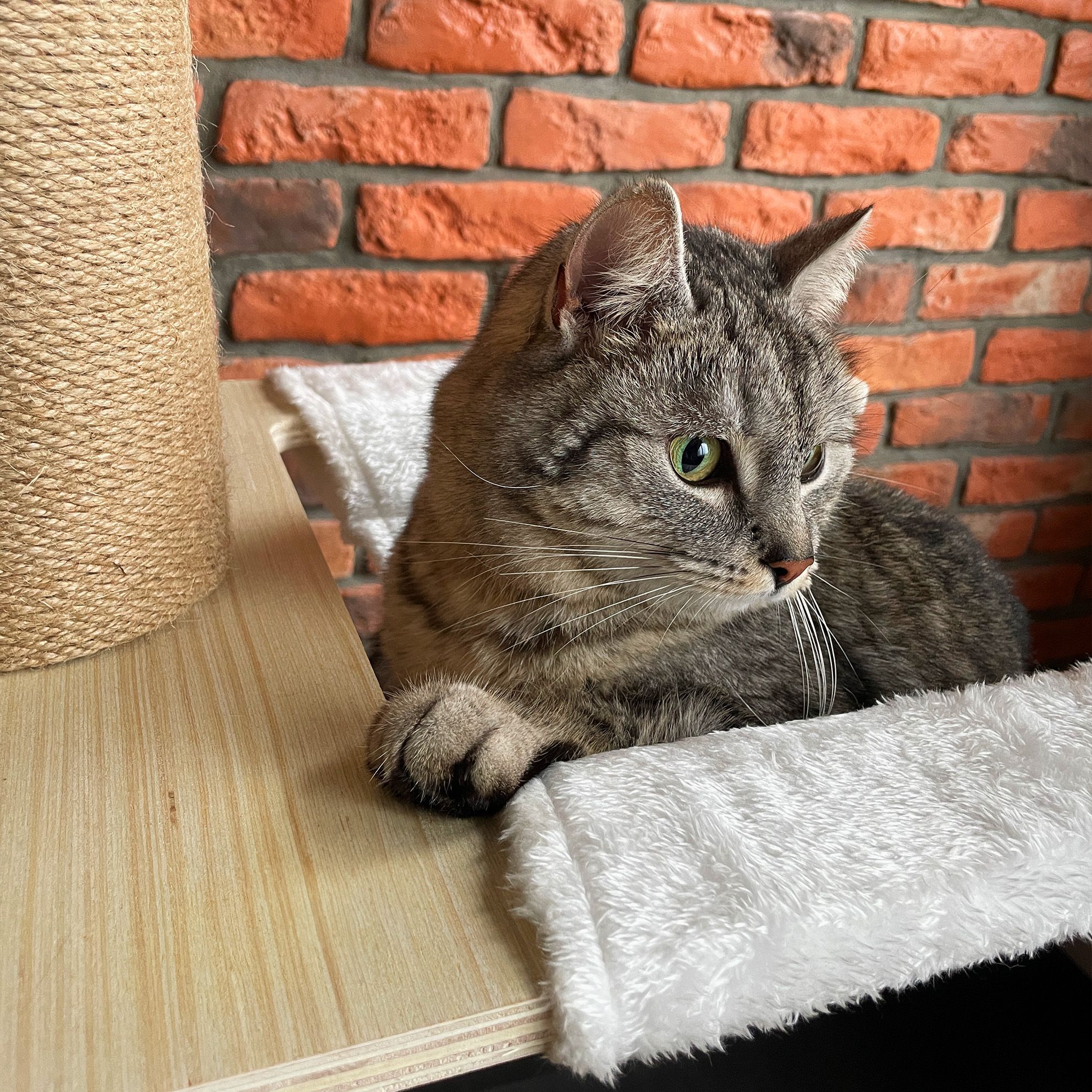 cat tree beige P70503