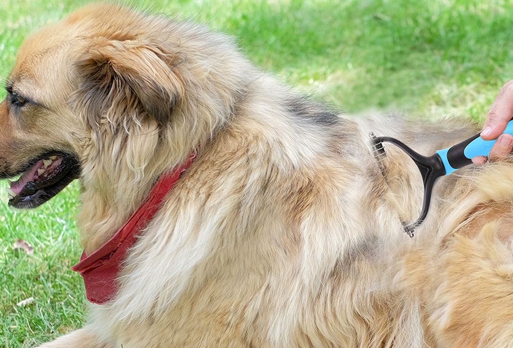 Dog Brush