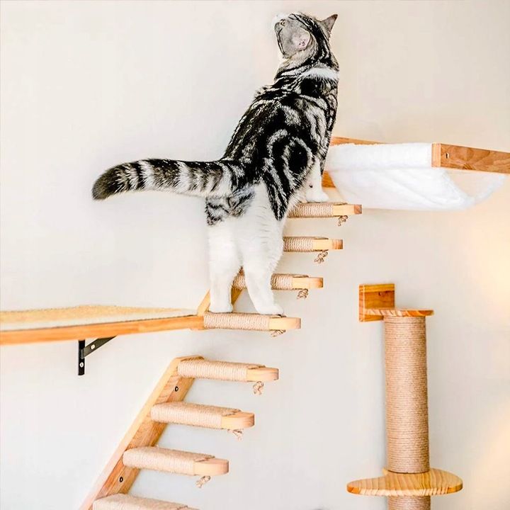 CAT SET JUNGLA JUNGLA 1