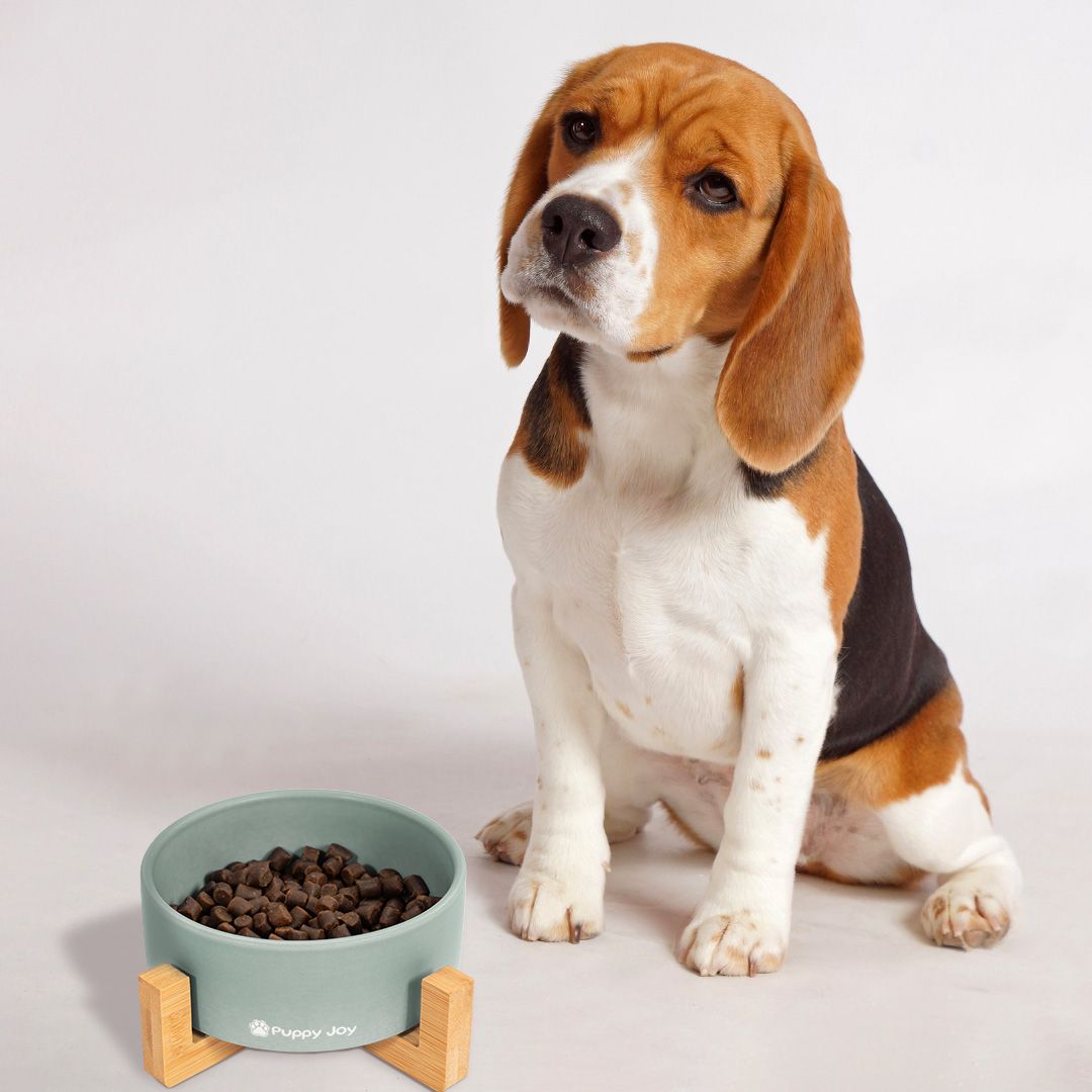 Dog/cat/pet bowl