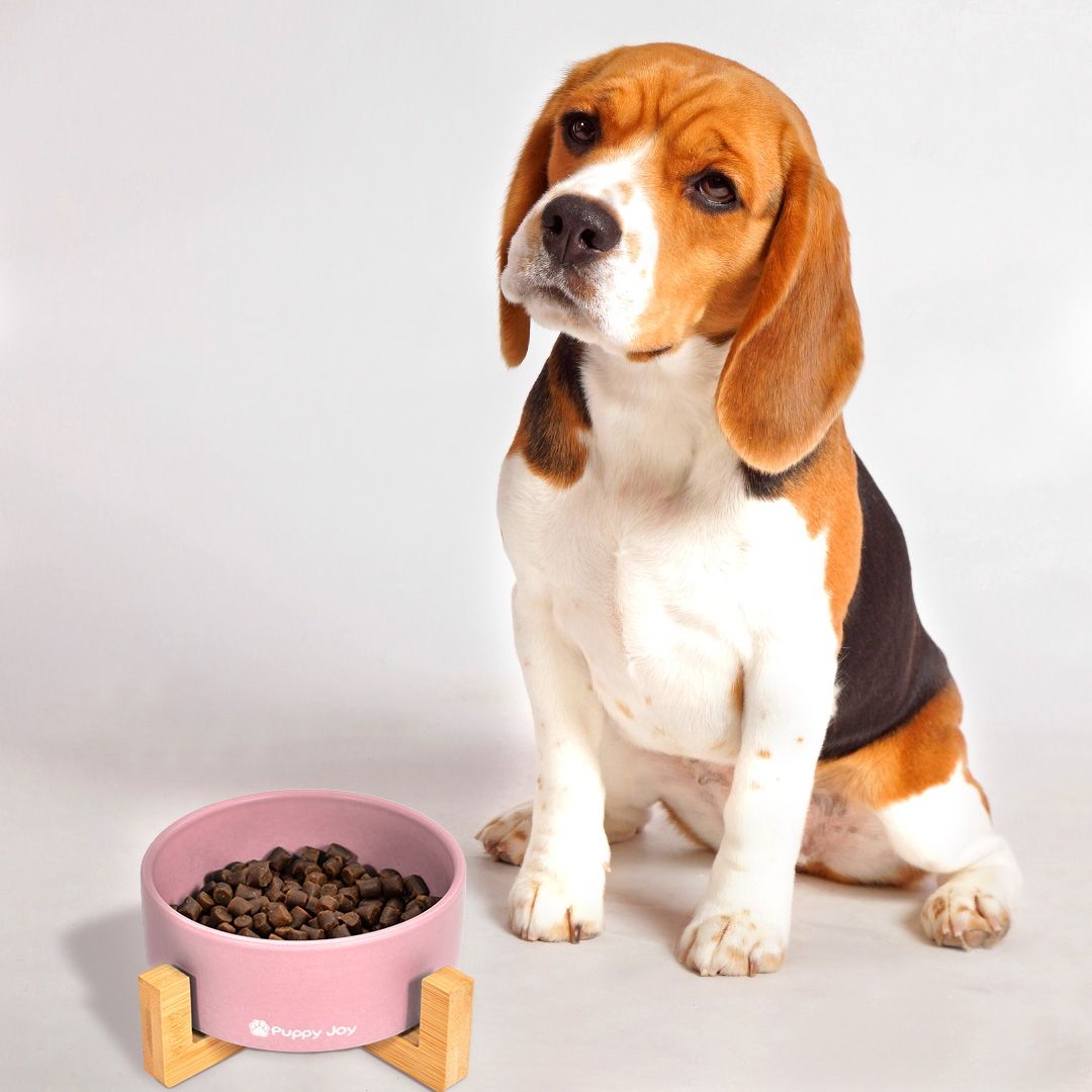 Dog/cat/pet bowl