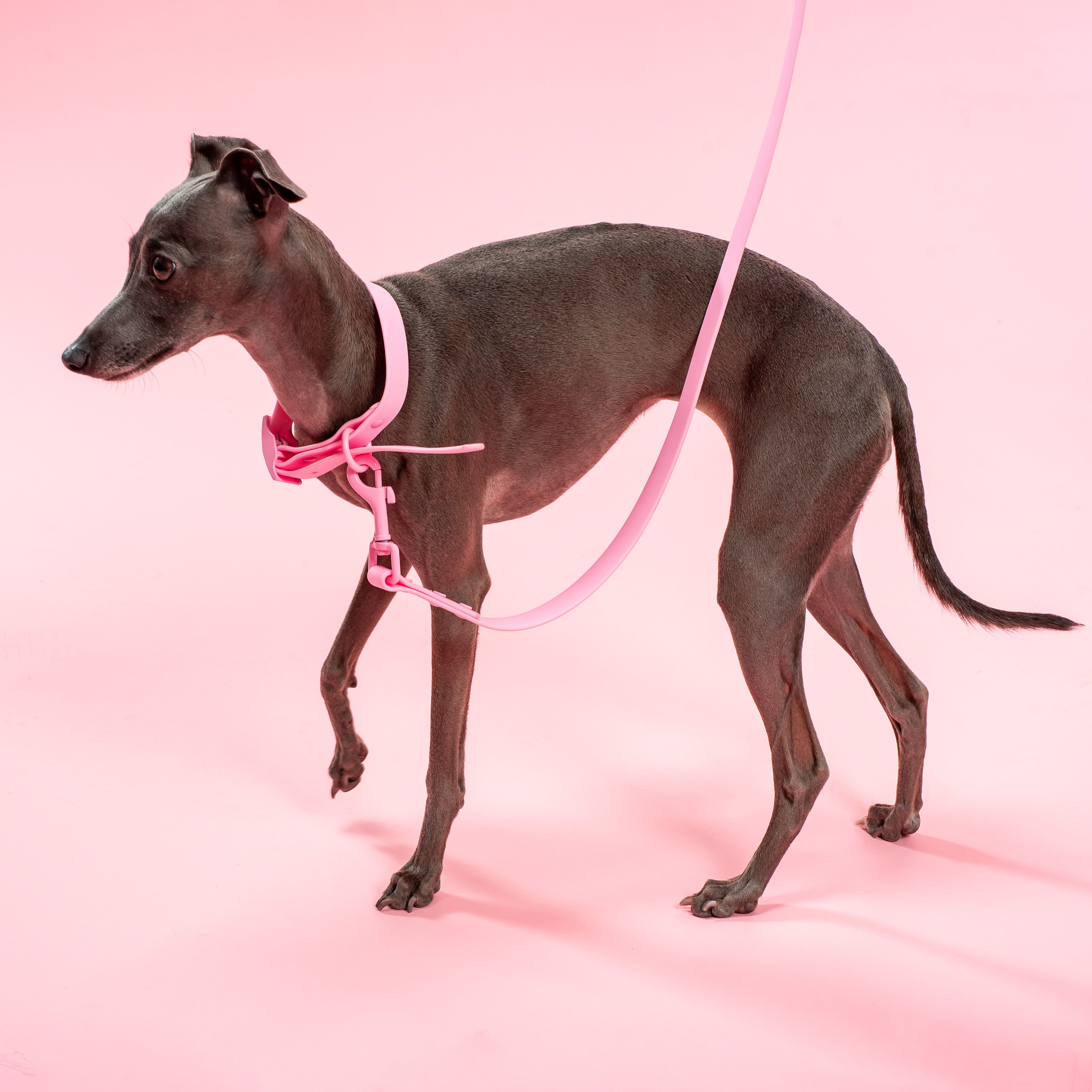 Повідець та Нашийник PJ-072 pink M