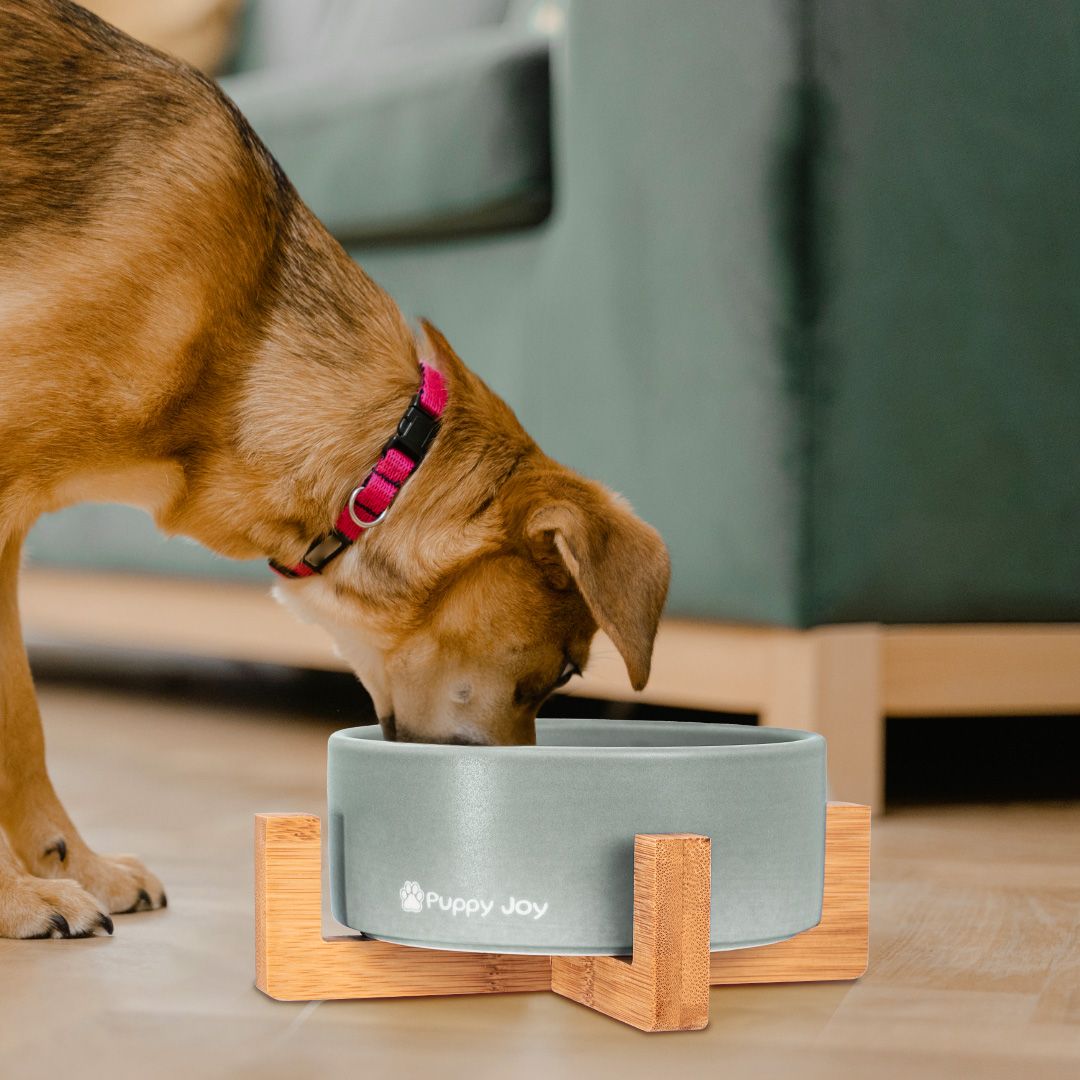 Dog/cat/pet bowl