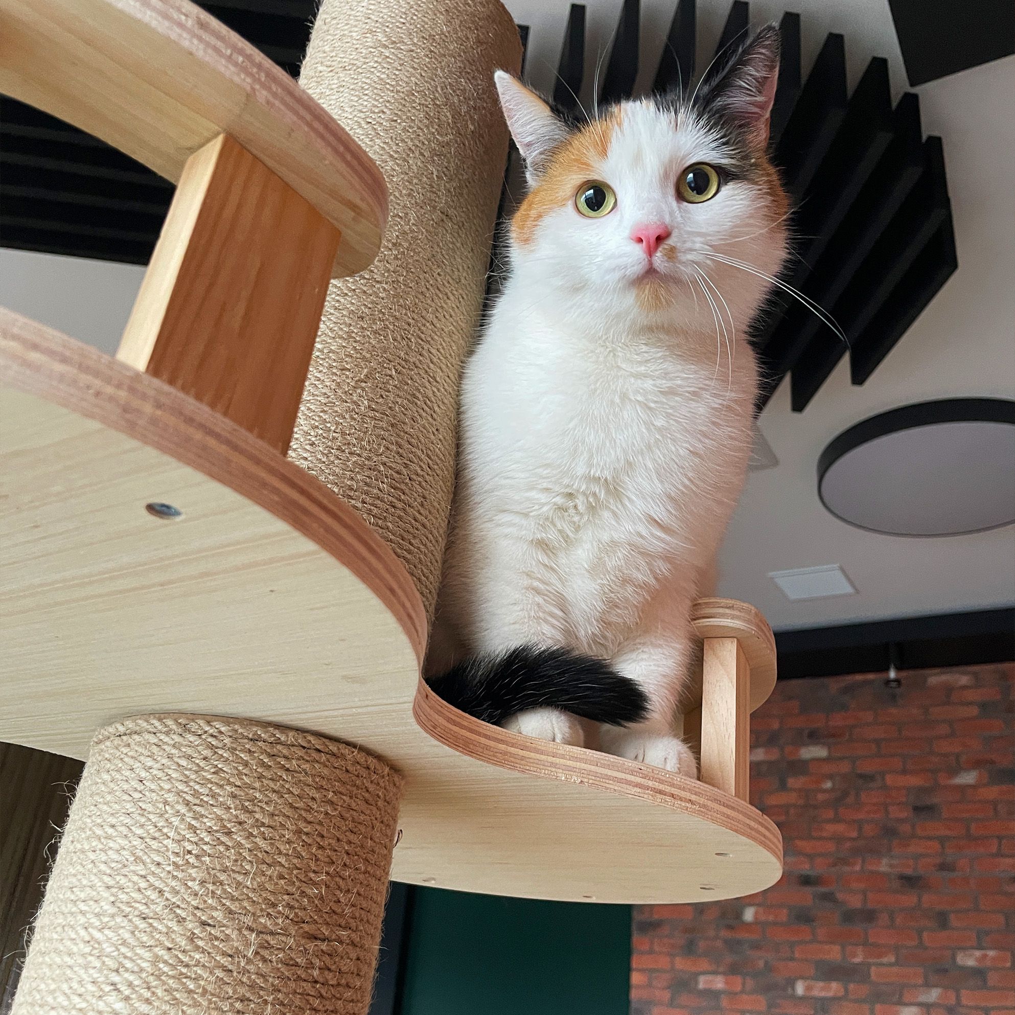 cat tree beige P70503
