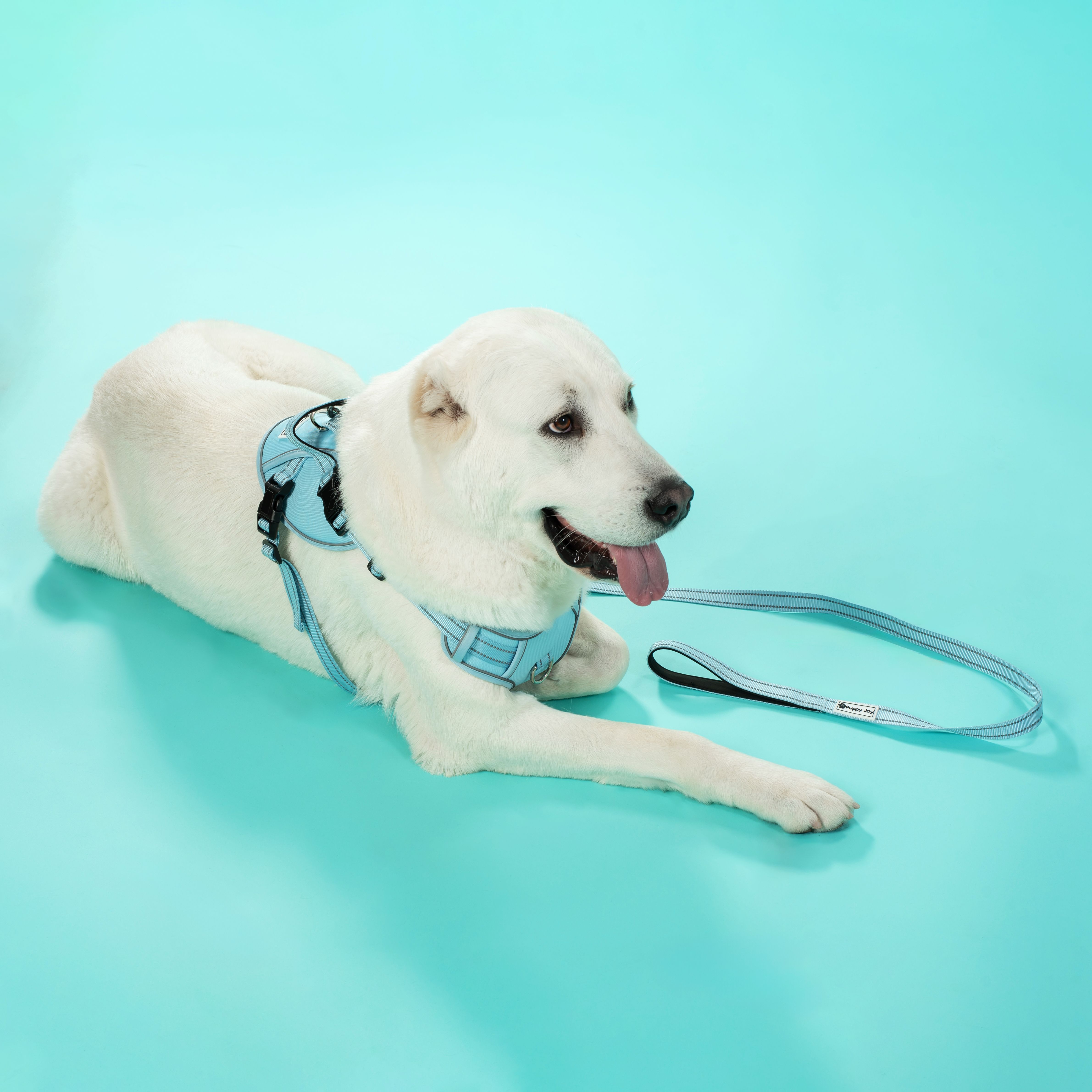 Leash and harness for a dog PJ-062 Blue L