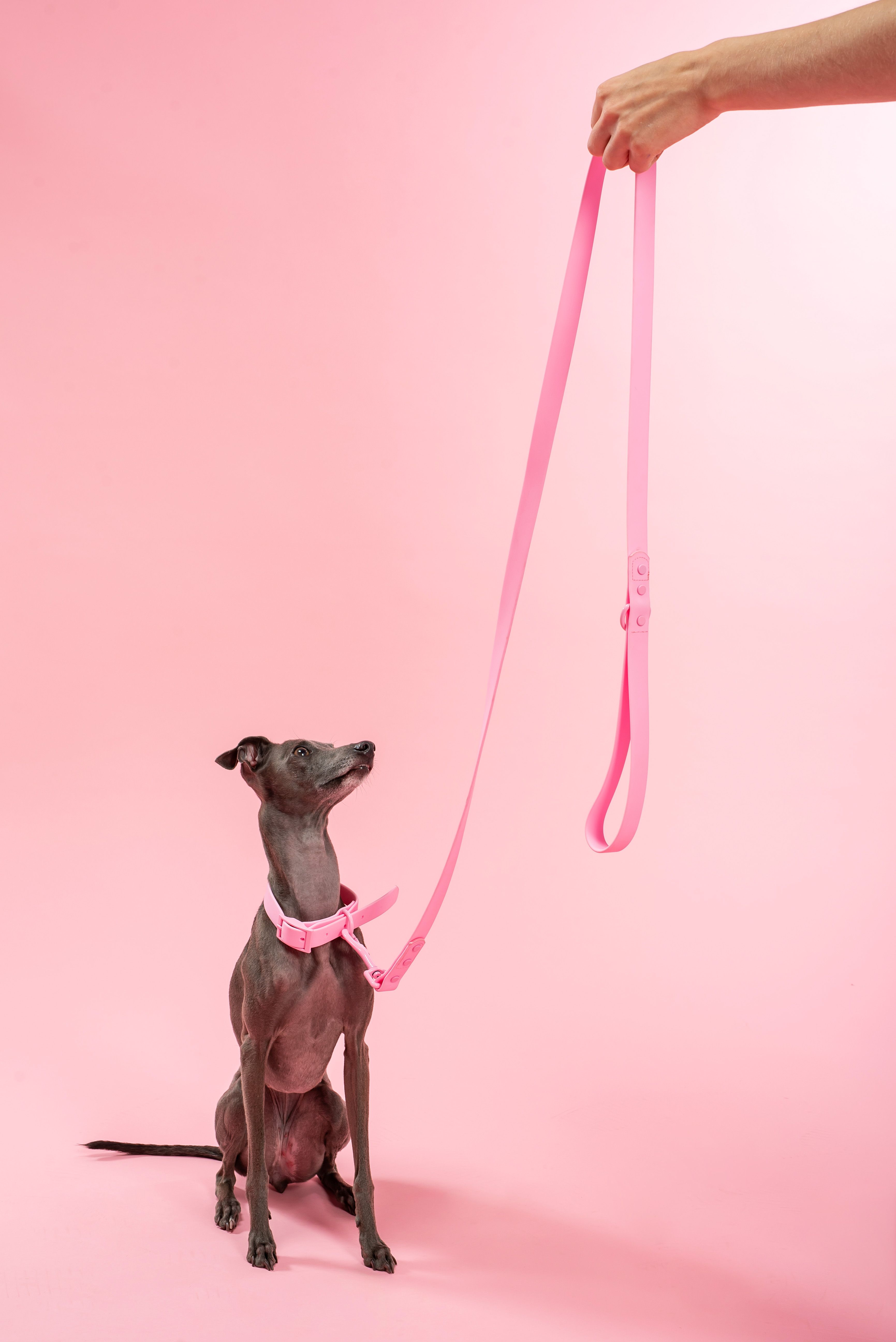 Повідець та Нашийник PJ-072 pink M