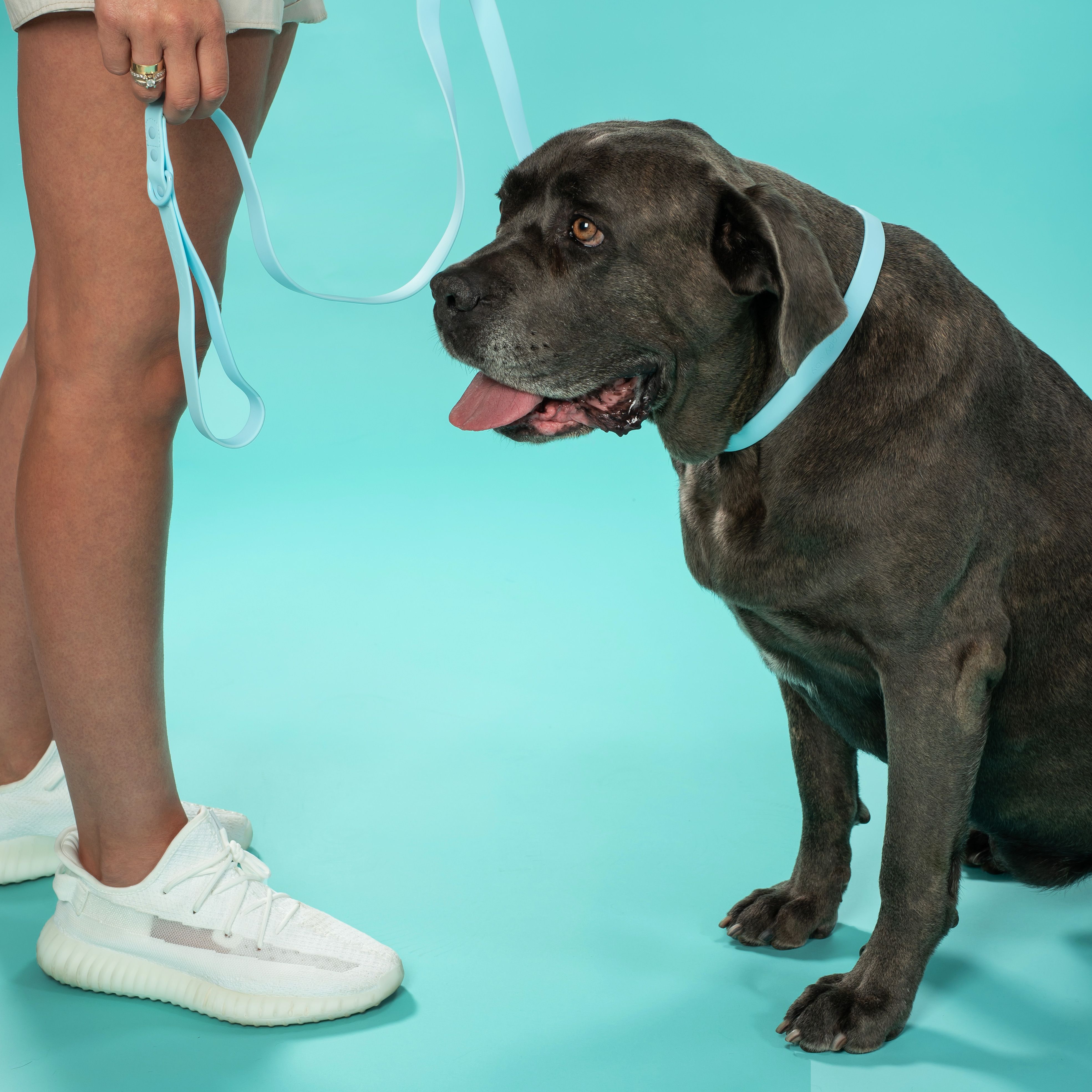 Leash and Collar PJ-074 blue M