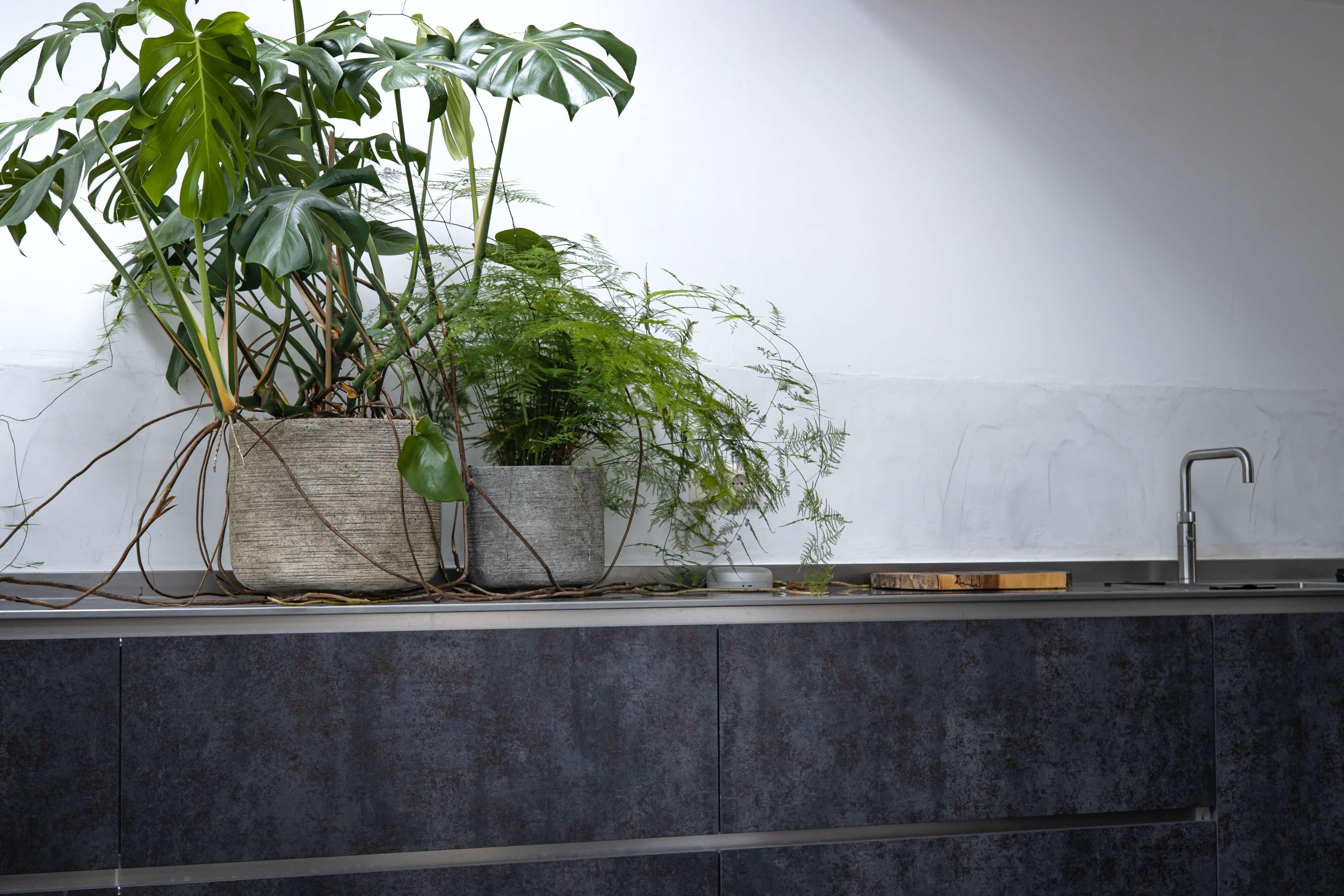 Rea Badezimmer Blog  Pflanzen fr das fensterlose Badezimmer: Die besten  Vorschlge im berblick  Entdecken Sie unsere Beitrge zur Badgestaltung!